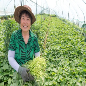 고구마줄기 고구마순 청대 친환경 무농약 전문농가재배 1kg